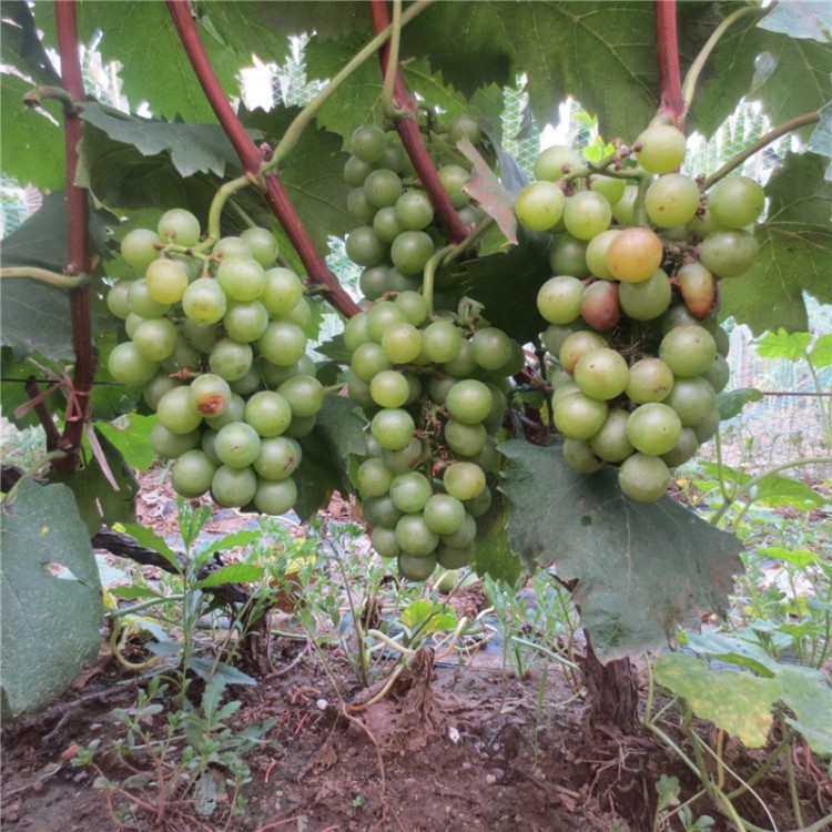 江蘇葡萄苗 常州葡萄苗品種 南方果樹苗種植基地