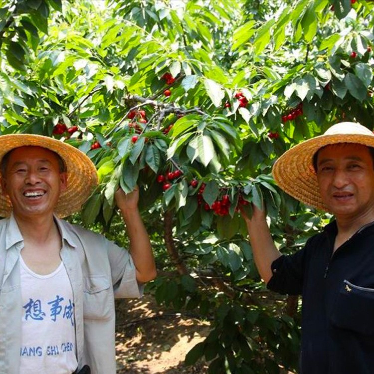 預(yù)售櫻桃苗 美早大櫻桃樹(shù)苗 矮化櫻桃樹(shù)苗櫻桃苗 苗圃種植批發(fā)