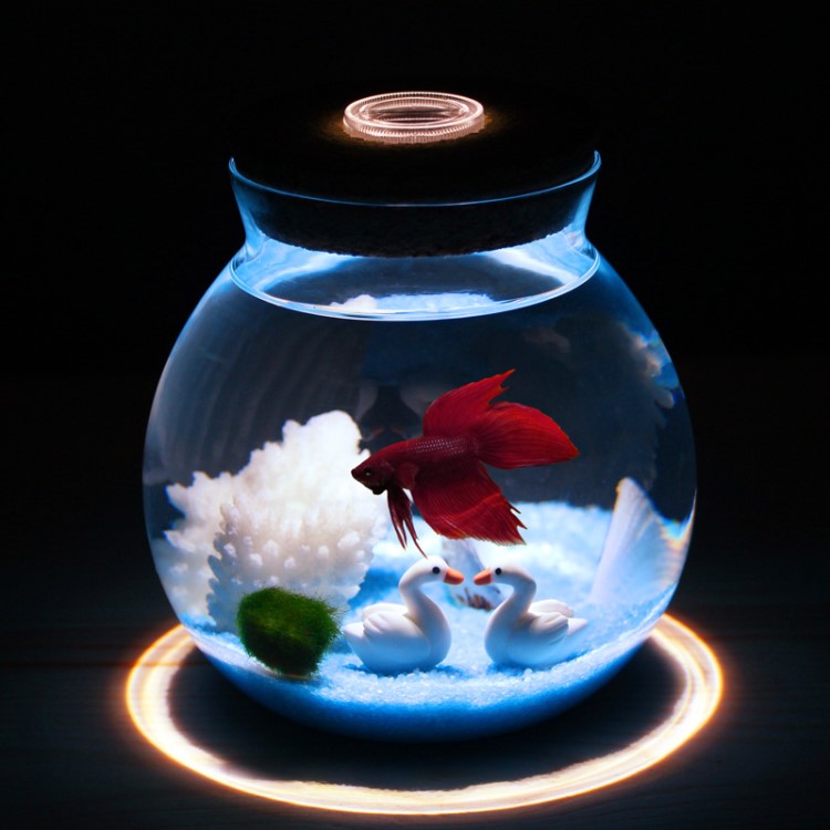 辦公桌面創意小型玻璃金魚缸 微景觀迷你造景泰國斗魚生態瓶批發
