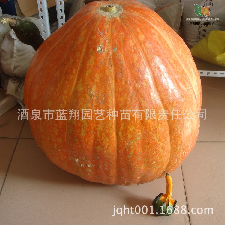 花卉種子 玩具南瓜種子 巨型南瓜 美巨南瓜 種子批發 