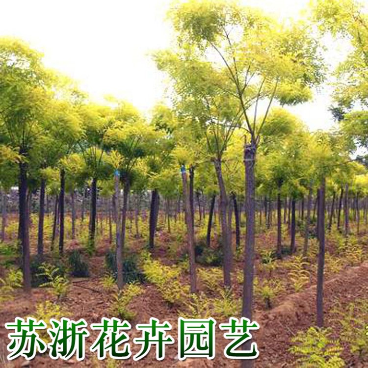 基地直銷觀賞綠化苗木 黃金槐 黃金槐樹苗 規格 綠化苗木
