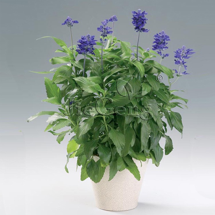 鼠尾草種子 洋蘇草Sage 葉可作西餐調(diào)味料 歐洲香草 香料種子