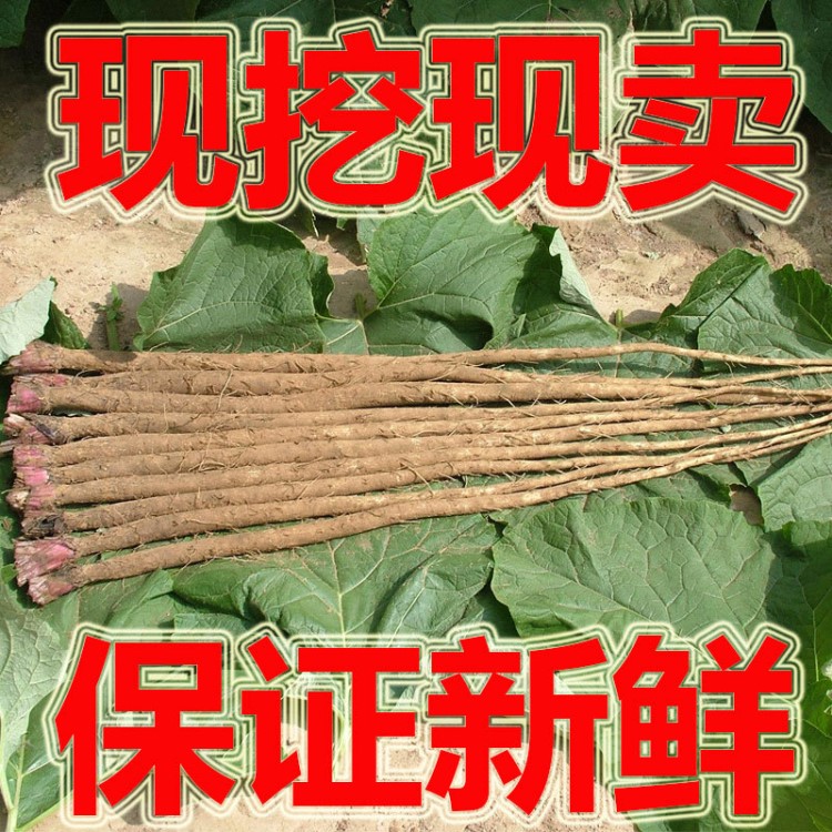 批發(fā)養(yǎng)生食品新鮮牛蒡根上市徐州特產(chǎn)農(nóng)產(chǎn)品牛旁根蔬菜10公斤包郵