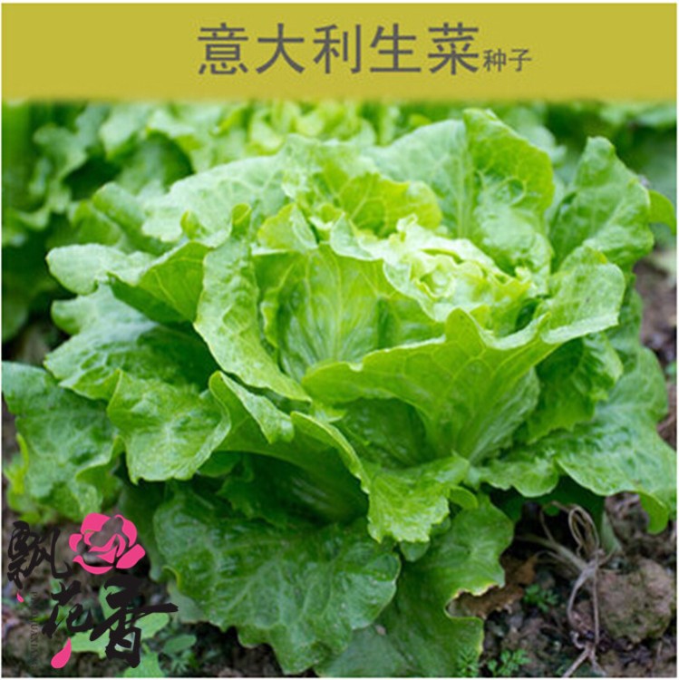 批發(fā) 生菜種子 意大利奶油生菜 速生生菜 四季可播 口感好