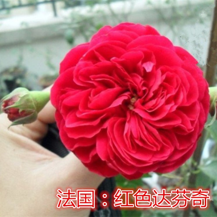 批發(fā)：盆栽月季花 歐洲月季 紅色達(dá)芬奇 好品種