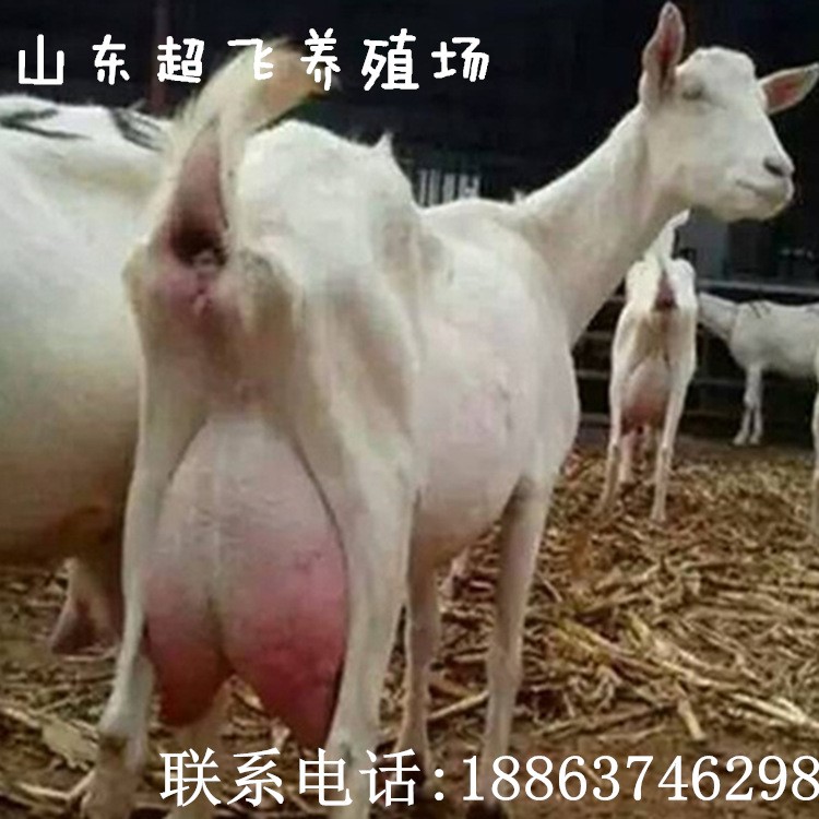 白山羊批發，黑山羊價格，黃山羊飼養，奶山羊，青山羊，笨山羊