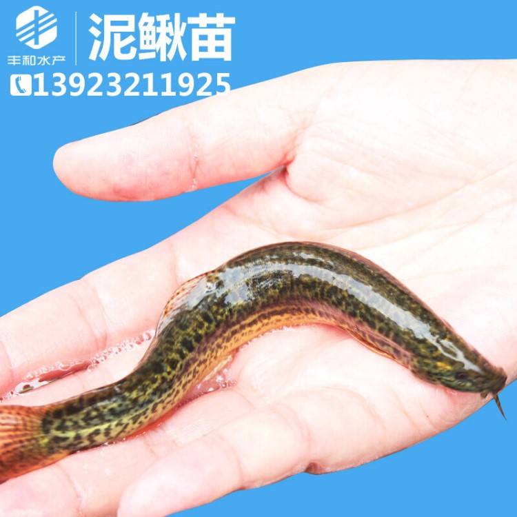 自家苗場泥鰍苗 臺灣泥鰍苗 淡水養(yǎng)殖魚苗批發(fā)活體