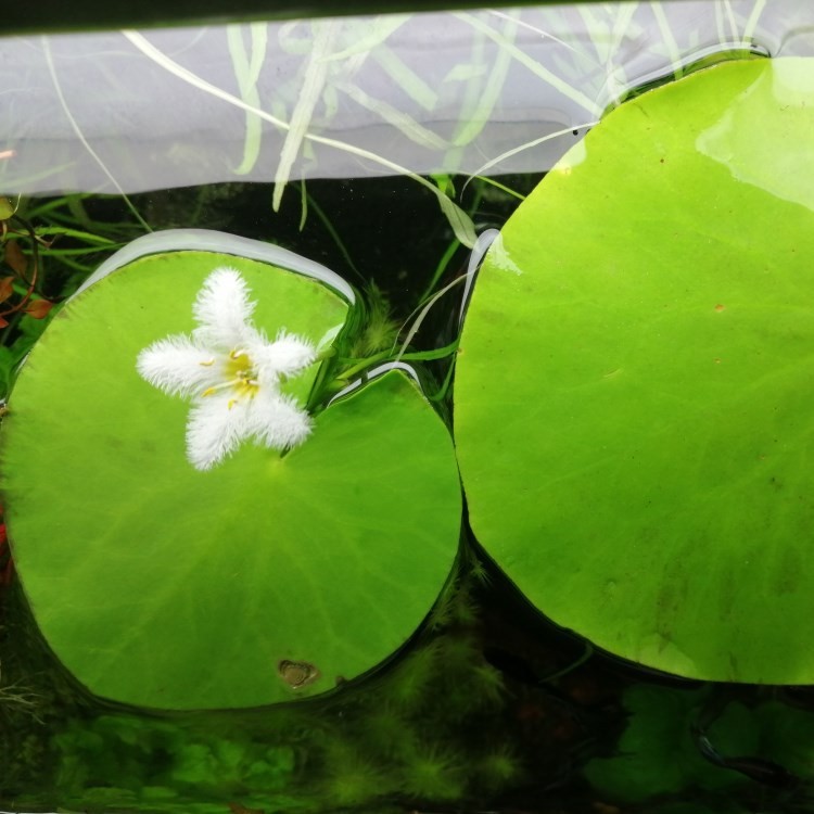 真水草一葉蓮淡水植物水族箱造景裝飾水草活體魚缸水生植物