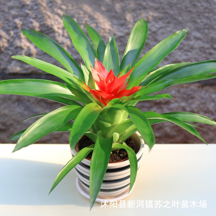 小紅星批發(fā)鴻運(yùn)當(dāng)頭盆栽鳳梨花四季開(kāi)花卉鴻運(yùn)當(dāng)頭吉祥室內(nèi)植物