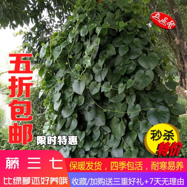 藤三七盆栽茂盛爬藤植物包活挑戰(zhàn)綠蘿邊吃邊陽臺(tái)客廳觀賞四季綠植