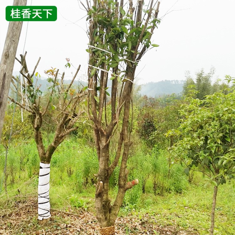 基地批發(fā) 桂花樹苗 濃香型花卉 丹桂金桂花樹 八月桂花樹