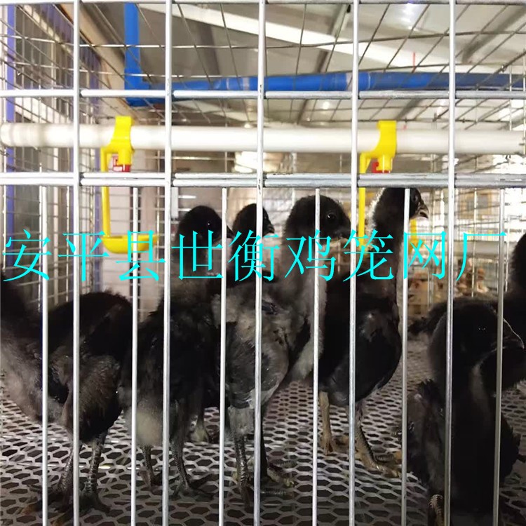 廠家供應(yīng)育雛雞籠 雛雞雞籠 自動(dòng)雞籠 安徽 江蘇育雛籠