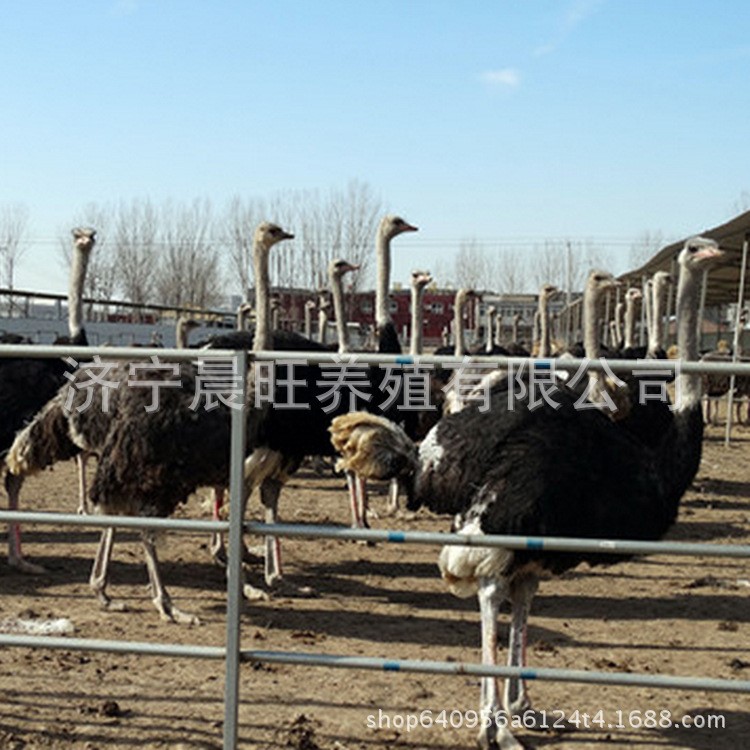 鴕鳥養(yǎng)殖 非洲鴕鳥珍禽養(yǎng)殖 特種珍禽動物養(yǎng)殖