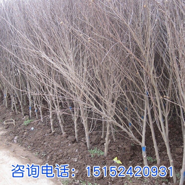 木槿苗木基地 供應木槿小苗 木槿種子 木槿種子木槿四季播種