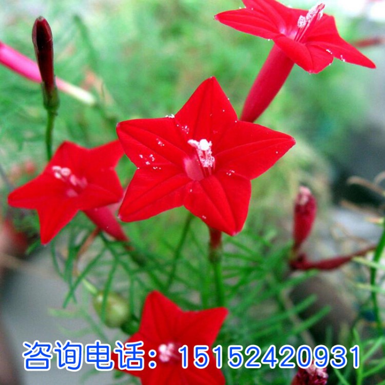 羽葉蔦蘿種子五角星種子 花卉籽觀賞花海四季可播可盆栽植物