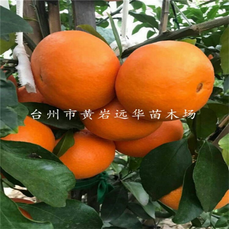 遠(yuǎn)華苗木日本引進(jìn)紅美人柑桔 新品種桔苗品種 根系好 成活高