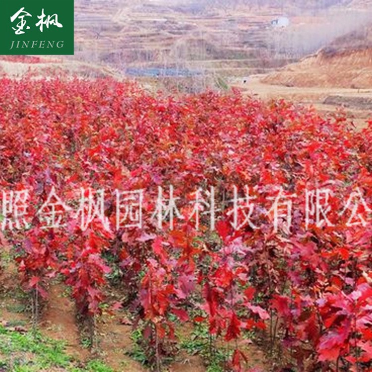 批發 北美紅櫟（美國紅橡樹）小苗批發 量大優惠