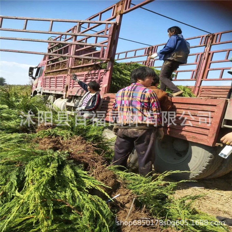 龍柏條 龍柏批發(fā) 規(guī)格小龍柏樹 色塊 綠籬龍柏工程