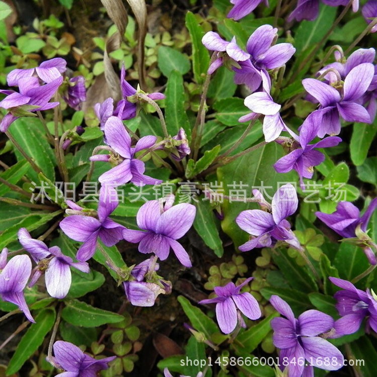 批發(fā)宿根花卉  紫花地丁 出芽率高花草 紫花地丁