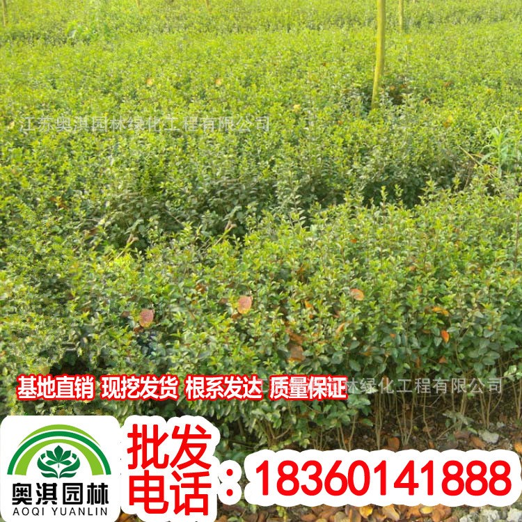 供應(yīng)綠化苗木小苗 小葉女貞小苗，金葉女貞小苗，紅葉小波小苗等