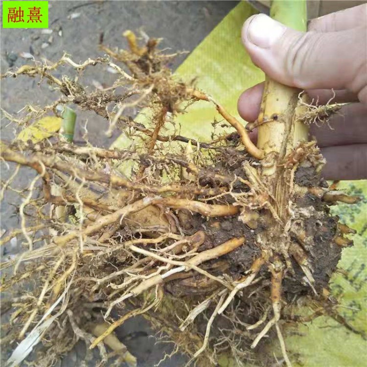 各種竹子苗 蘇州別墅庭院綠化 圍墻護欄 早園竹 淡竹3米4米高竹苗