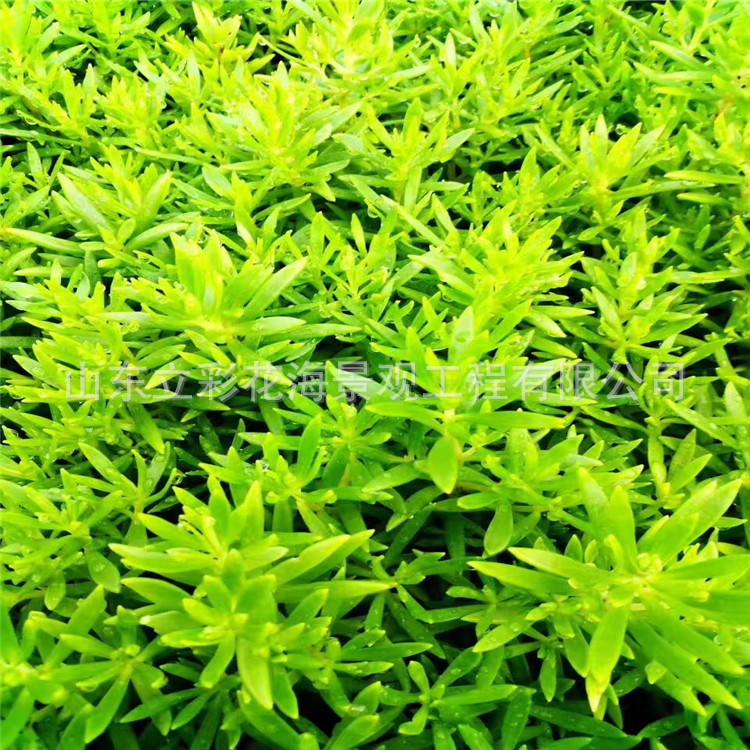 基地現貨 佛甲草 多肉植物批發 佛甲草苗 屋頂綠化景觀花卉