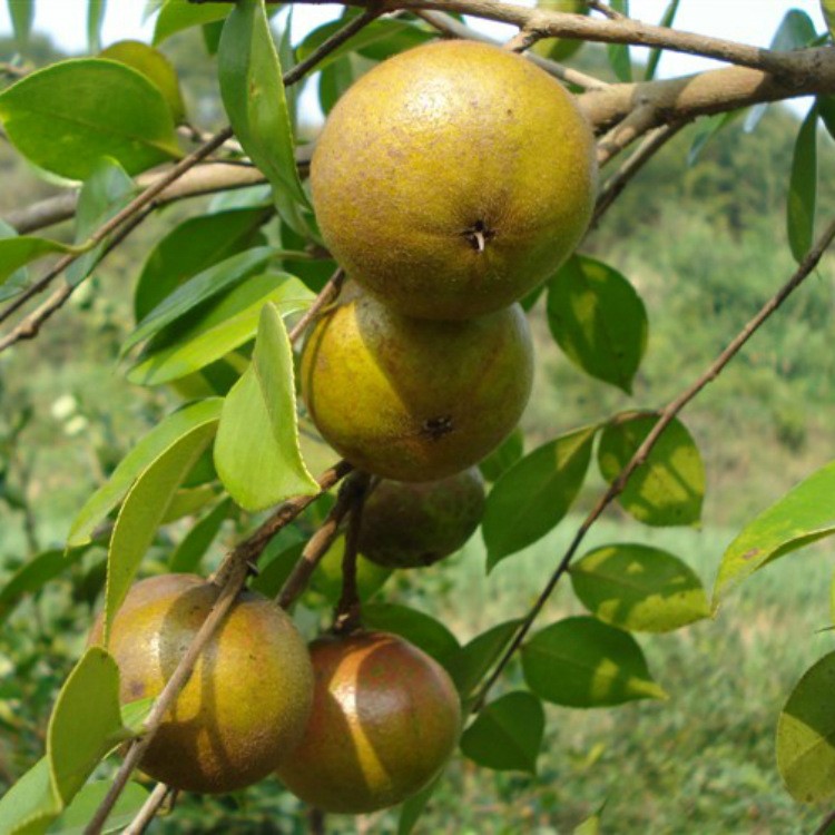 供應(yīng)多年生 油茶苗 油料油茶種苗 岑溪軟枝油茶 速生早生穩(wěn)產(chǎn)