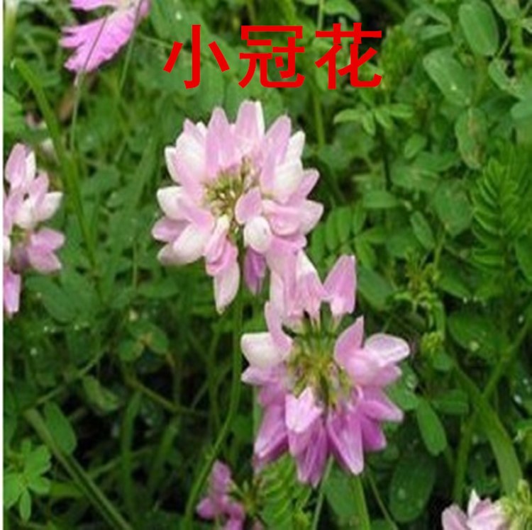 批發(fā)供應(yīng)觀賞草花種子 固土能力強  多邊小冠花種子