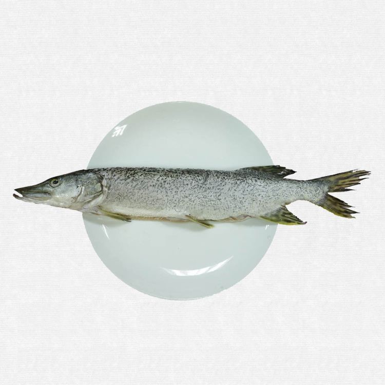 新疆阿勒泰額爾齊斯河冷水魚喬爾泰  狗魚  哈薩克斯坦冷水魚
