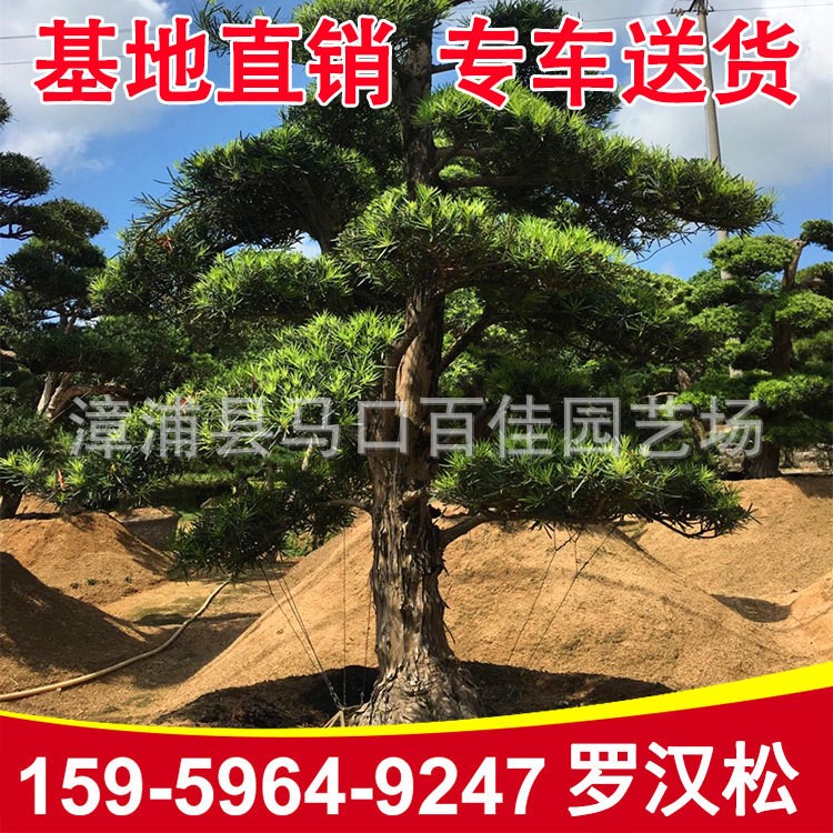 批發(fā)羅漢松造型樹園林工程綠化精品庭院樹 福建基地直銷