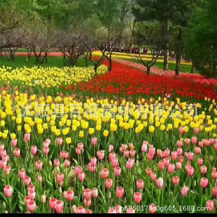 批發(fā)郁金香種球 郁金香花種球 花海植物花卉家庭水培觀花陽臺(tái)盆栽