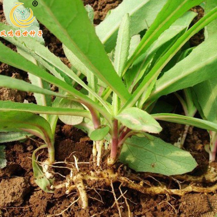 鳳鳴雅世種子批發(fā) 野生苦麻菜種子 -特菜種子-野菜種子2克