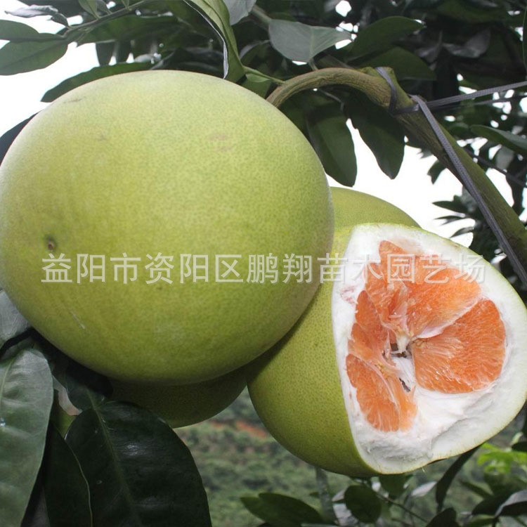 果樹苗木批發嫁接南北方果苗泰國金柚黃肉蜜柚苗黃金蜜柚苗