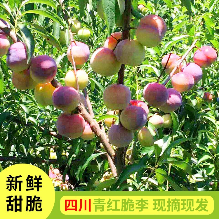 四川青紅脆李 新鮮甜脆 誠(chéng)信經(jīng)營(yíng) 量大優(yōu)惠