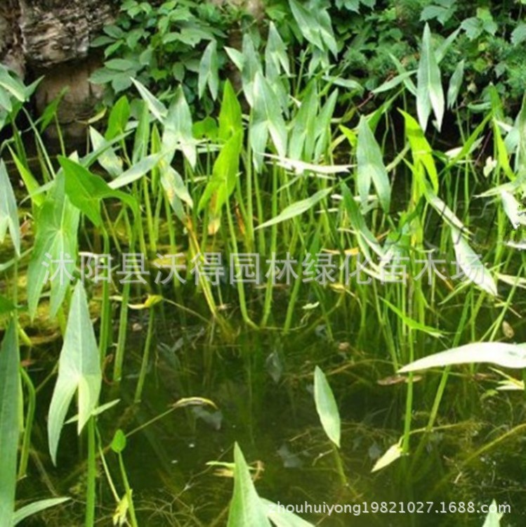 供應(yīng) 多年生草本 慈姑 水生植物 園林景觀綠化苗木