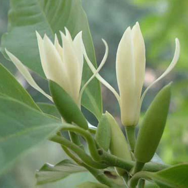 樹苗苗黃玉蘭白玉蘭香花緬桂花苗南方北方種植盆栽部分帶花發(fā)貨