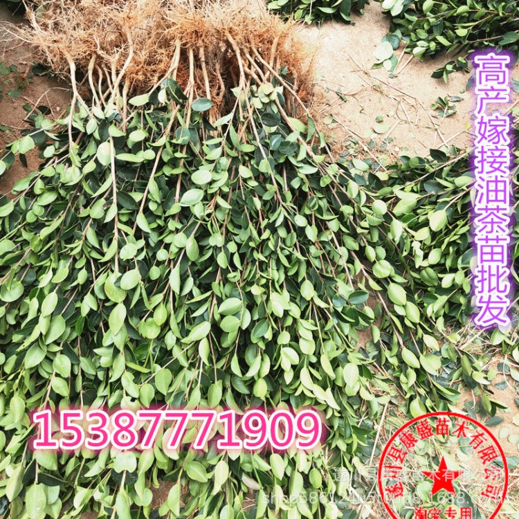 油茶苗嫁接油茶樹苗實(shí)生油茶山茶油樹苗油茶苗免費(fèi)送種植資料