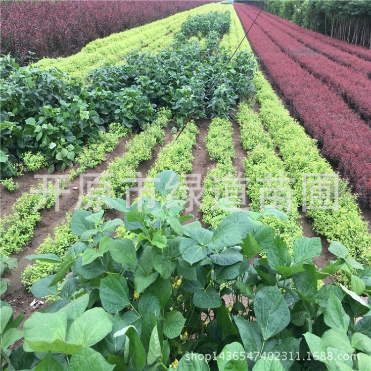 苗圃直供 金山繡線菊 規(guī)格 金焰繡線菊 地被植物金山繡線菊