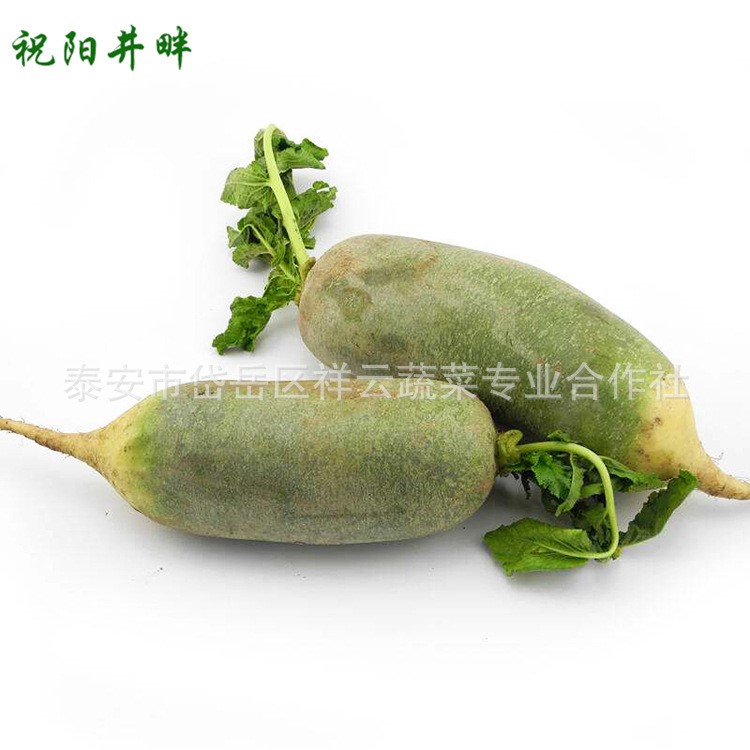 新鮮蔬菜 水晶白蘿卜泡菜大白蘿卜農家自種現挖時令綠色生鮮