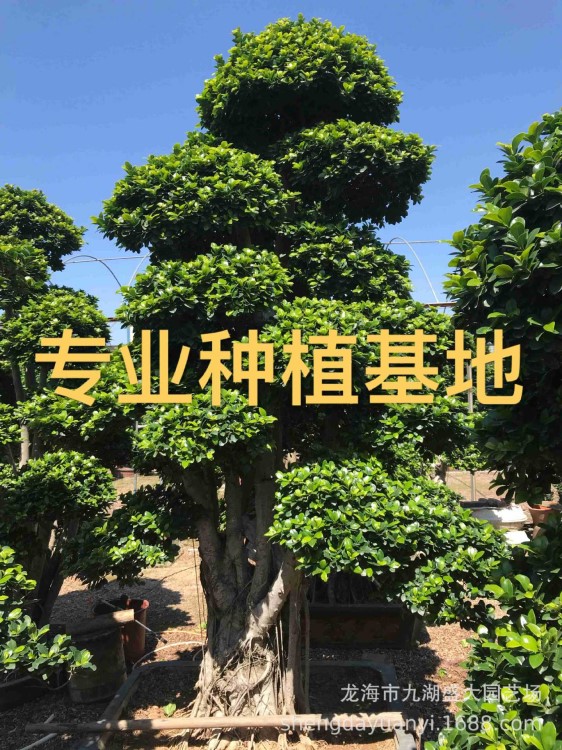 批發(fā)重慶造型榕樹盆景 福建沙西小葉榕價格 四川造型小葉榕報價