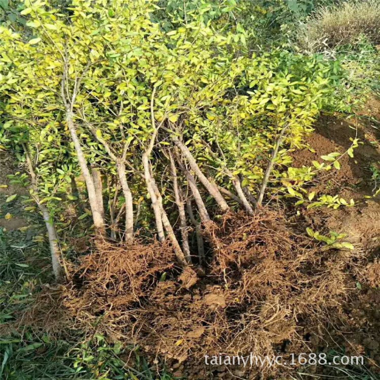 石榴苗可觀賞盆栽石榴樹苗 泰山紅石榴苗 價(jià)格合理