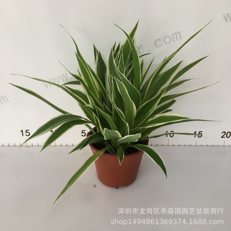 基地直销批发观叶绿萝植物绿化墙耐养中小盆栽90#金边吊兰