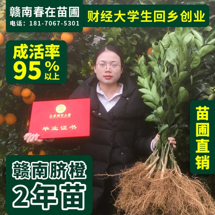 紐荷爾臍橙苗 江西贛州發(fā)貨甜橙果樹苗信豐嫁接紐賀爾苗春在苗圃