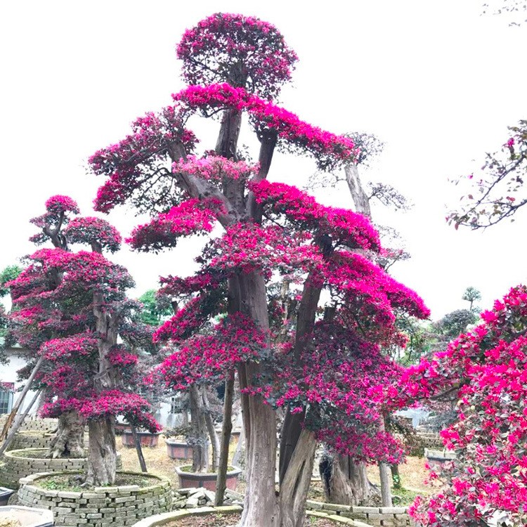 福建造型红花继木桩盆景价格 红花继木古桩批发 红花继木桩头基地