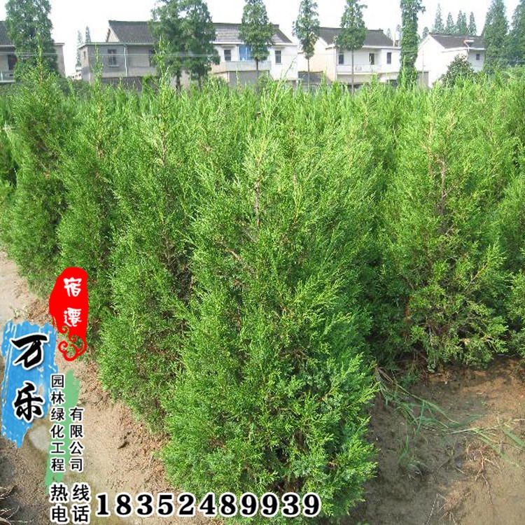 基地直銷綠化苗木快柏檜柏蜀檜小苗公園小區(qū)行道綠化品種全