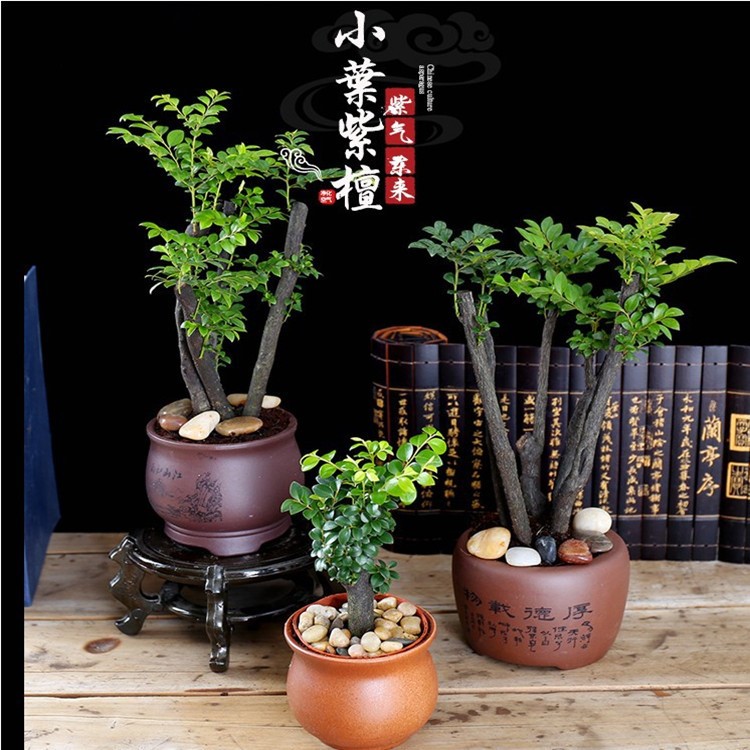 小葉紫檀盆栽批發(fā)桌面盆栽花卉盆景樹樁黑骨茶室內(nèi)觀賞四季常青