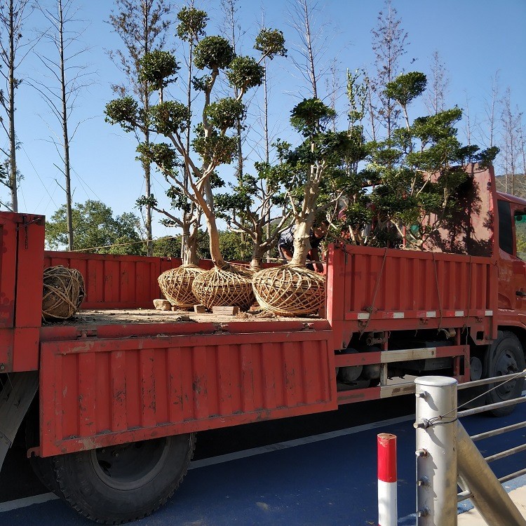 蘇州綠化苗木公司 花木批發(fā)市場 蘇州別墅綠化 私家庭院景觀設計