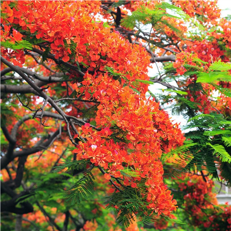 四季陽臺庭院木本花卉種子鳳凰木種子 金鳳 鳳凰樹 火樹 紅花楹