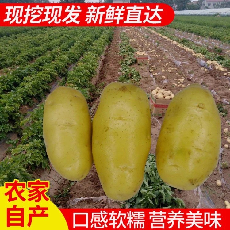 新鮮荷蘭土豆5斤黃心土豆新鮮農(nóng)家自種現(xiàn)挖大土豆農(nóng)家蔬菜