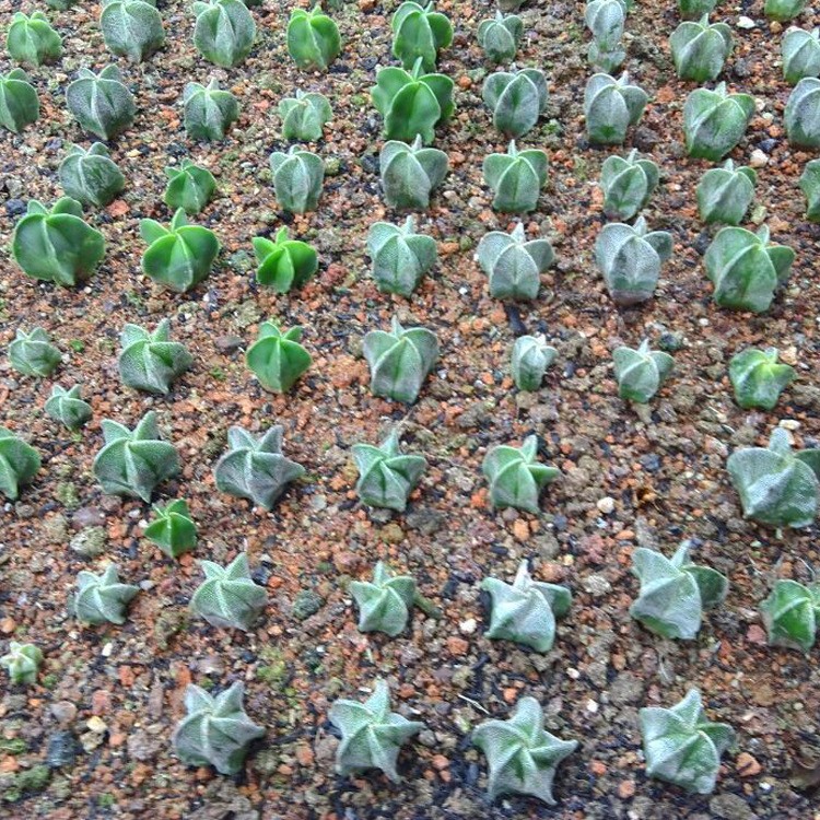 漳州多肉植物批发 仙人球 鸾凤玉 裸根 约1cm 花卉绿植盆栽园艺